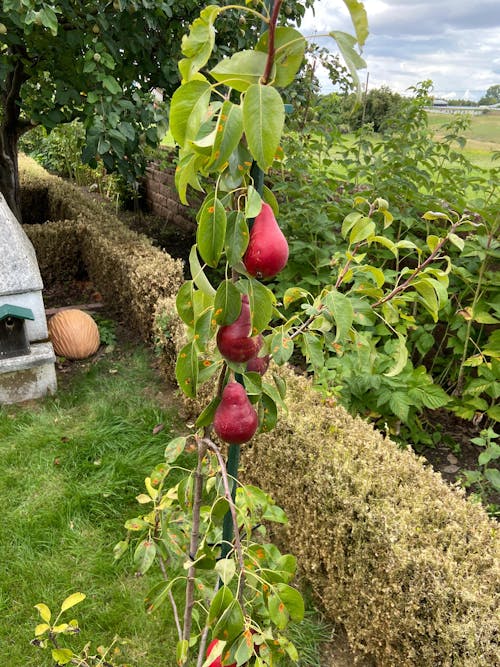 Bio-Birnbaum-Dünger 1 kg