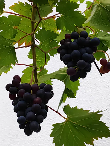 Purgrn Bio-Weinstock-Dnger 1 Liter