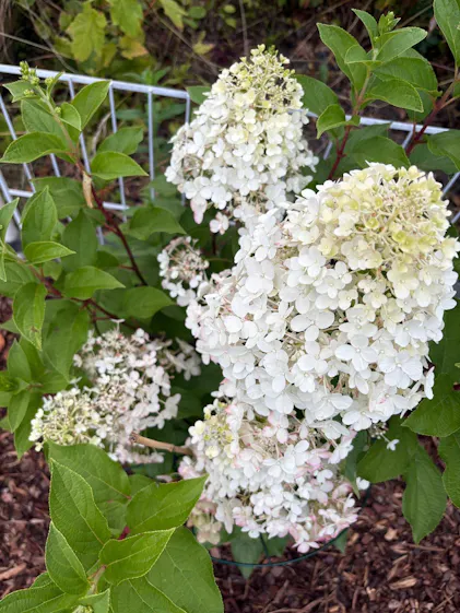 Purgrn Rispenhortensie-Dnger 1 Liter