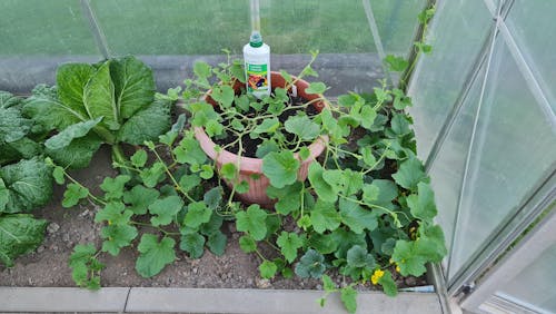 Bio-Gemüsedünger 1 Liter