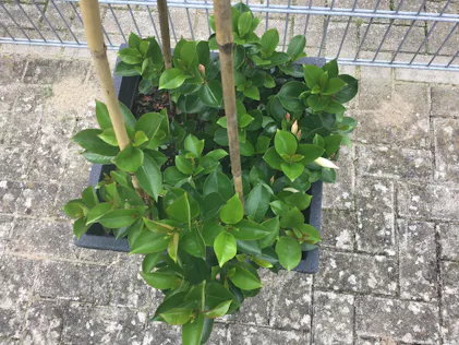 Purgrn Dipladenia-Dnger 1 Liter