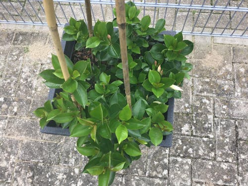 Dipladenia-Dünger 1 Liter