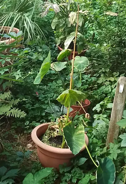 Purgrn Alocasia-Dnger 1 Liter
