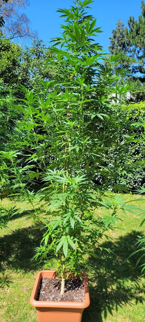 Cannabis-Dünger-Set 2 x 1 Liter