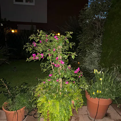 reiner guano dünger Guano Blumen Dünger main image 1