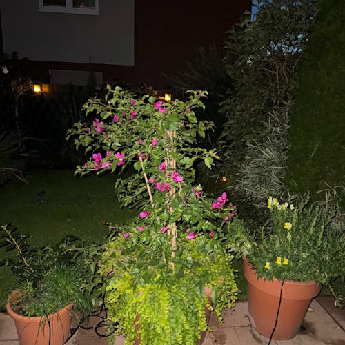 Bougainvillea-Dünger 1 Liter