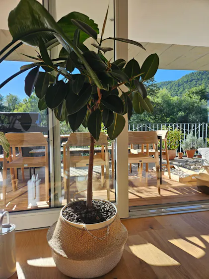 Purgrn Ficus-Dnger 1 Liter
