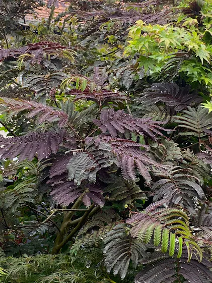 Purgrn Seidenbaum-Dnger 1 kg