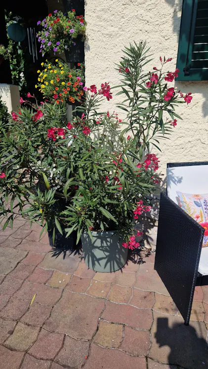 Purgrn Oleander-Dnger 1 Liter
