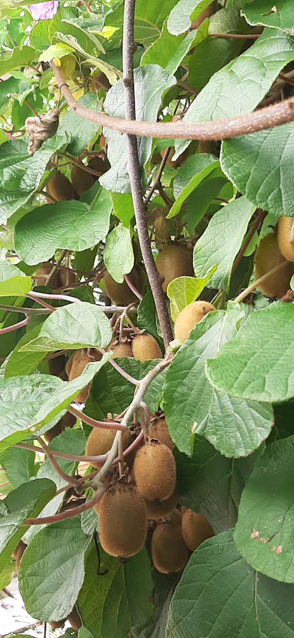 Purgrn Bio-Kiwi-Dnger 1 Liter