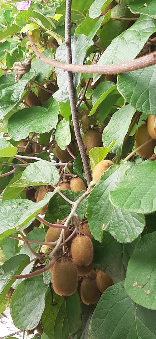 Bio-Kiwi-Dünger 1 Liter