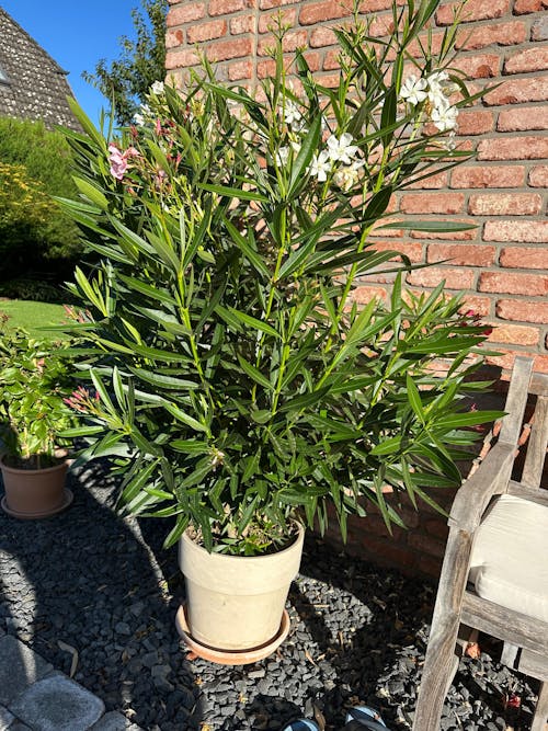 Oleander-Dünger 1 Liter