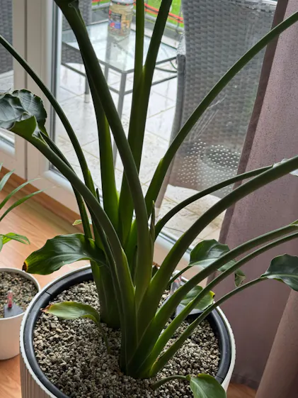 bester dünger für feigenbaum ProviPlant Feigen-Dünger: Für alle Indoor- & Outdoor Ficus-Arten