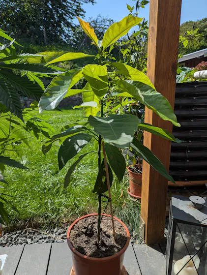 npk dünger baumarkt baumbad Flüssigdünger Vermicompost 1 Liter / Wurmkompost Baum Dünger NPK  1-1-1 main image 1