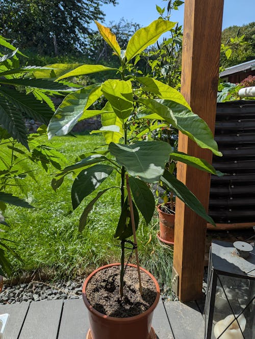 Bio-Avocado-Dünger 1 Liter