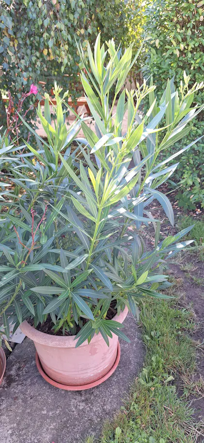 Purgrn Oleander-Dnger 1 Liter