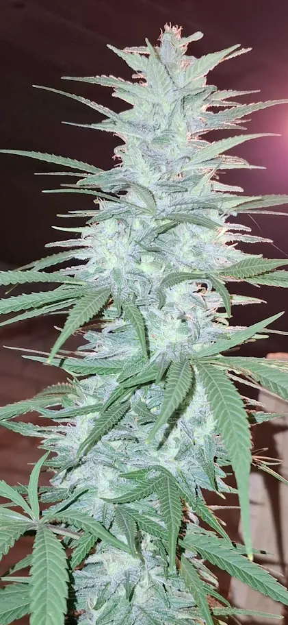 bio grnland dnger Bio-Dnger  SUPERGREEN