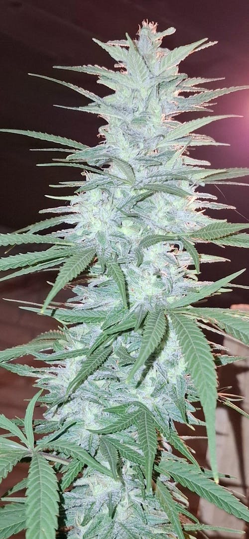 Cannabis Bloom-Dünger 1 Liter