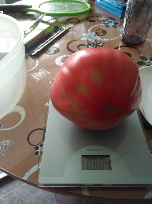 Bio-Tomatendünger 1 Liter