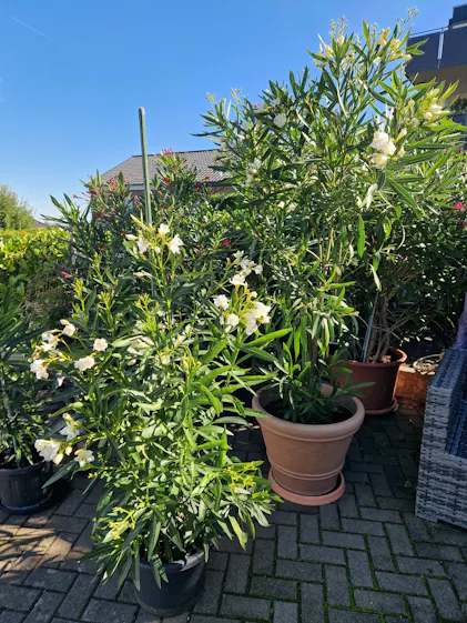 glanzmispel dünger kaufen Glanzmispel als Spalierbaum bestellen? main image 0