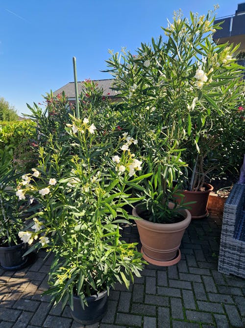 Oleander-Dünger 1 Liter