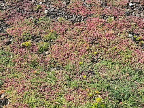 Bio-Sedum-Dünger 1 kg