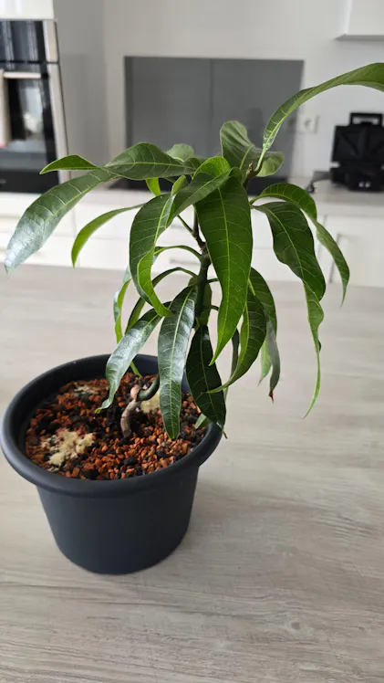 Purgrn Bio-Mango-Dnger 1 Liter