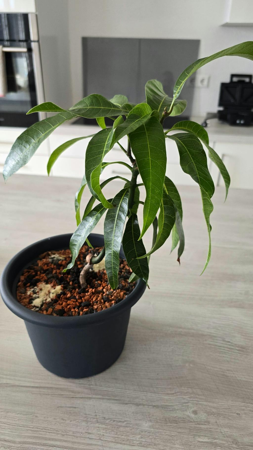 Bio-Mango-Dünger 1 Liter