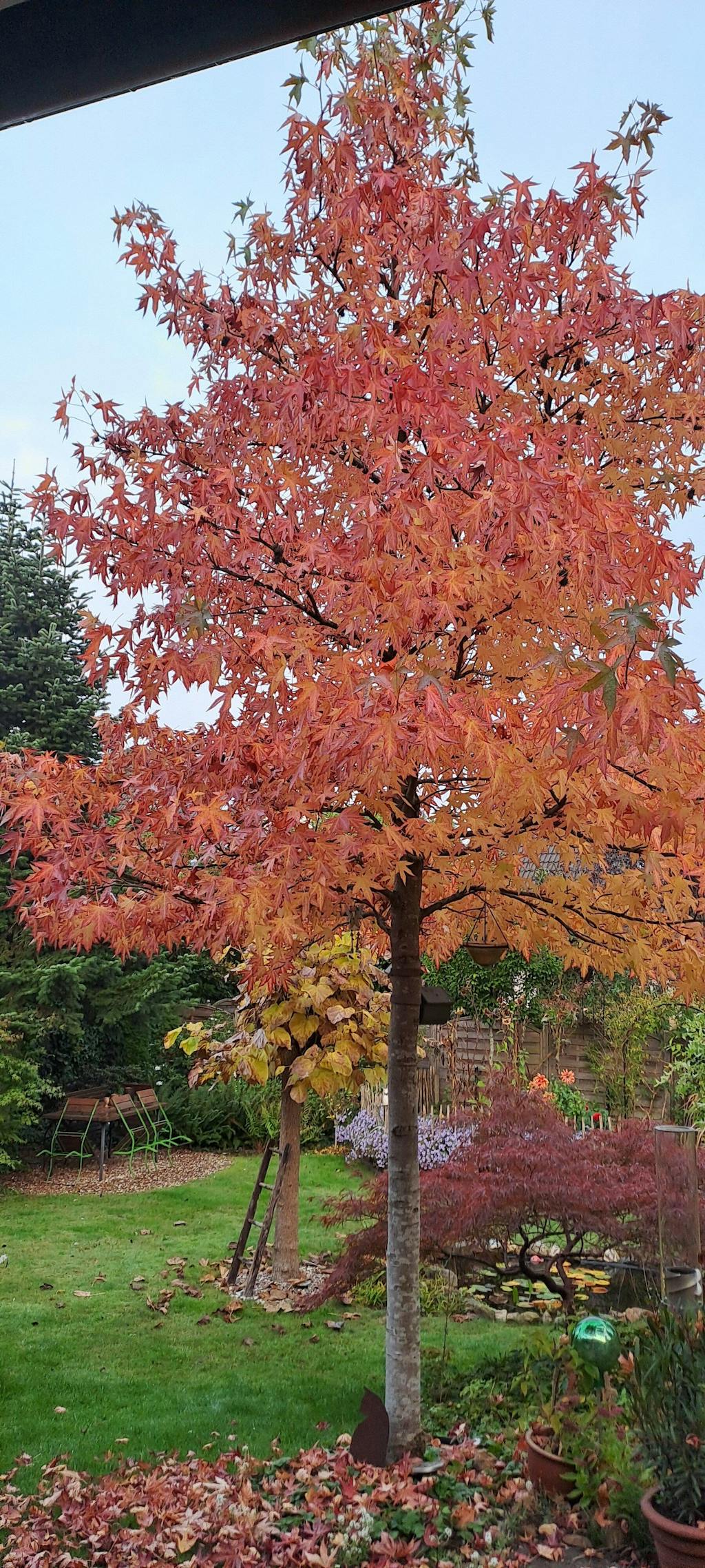 Bio-Amberbaum-Dünger 1 kg