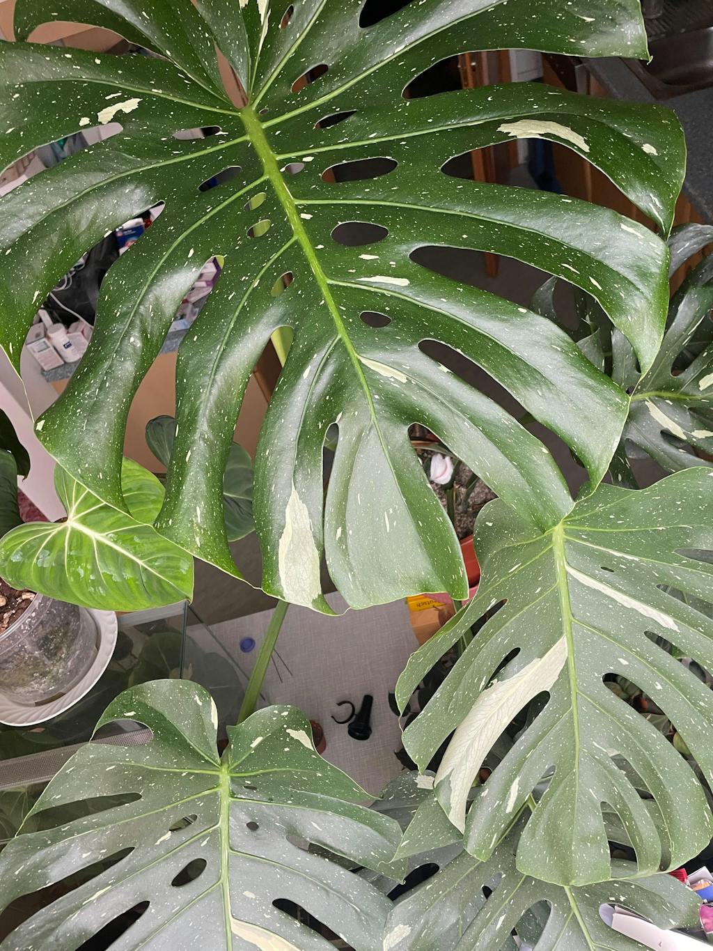 Monstera-Dünger 1 Liter