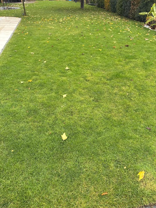 Rasendünger mit Unkrautvernichter 5 kg