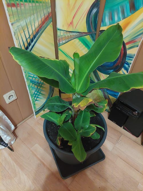 Bananendünger 1 Liter