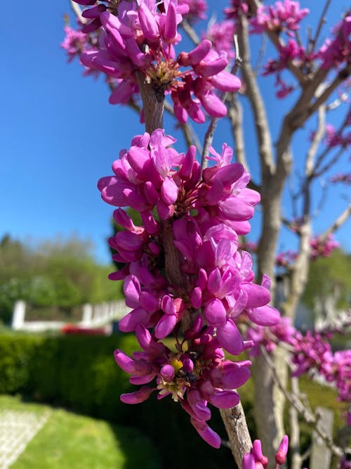 Judasbaum-Dünger 1 kg