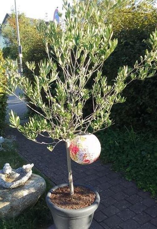 Olivenbaum-Dünger 1 Liter