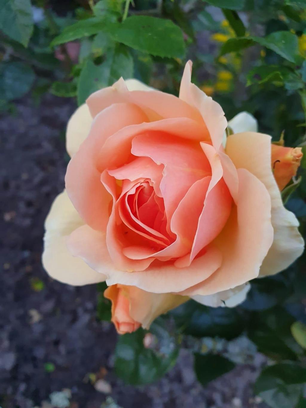 Rosendünger 1 Liter