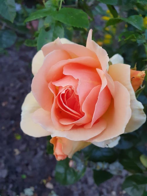 Rosendünger 1 Liter