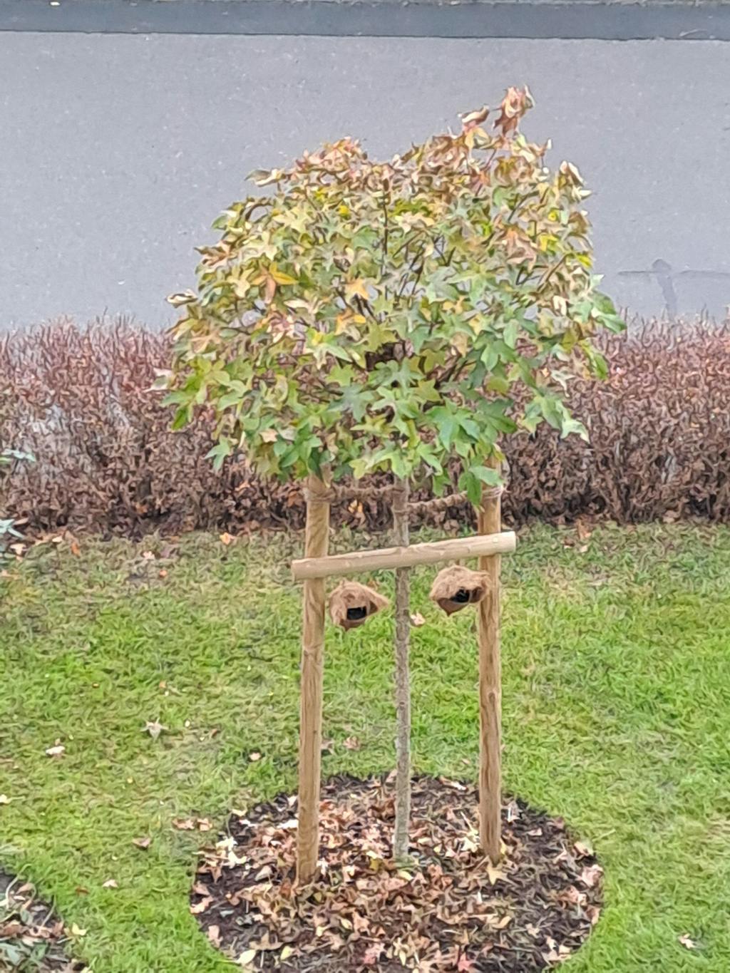Bio-Amberbaum-Dünger 1 kg