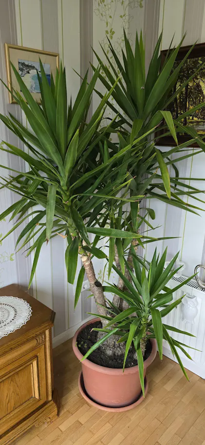 Purgrn Yucca-Palme-Dnger 1 Liter