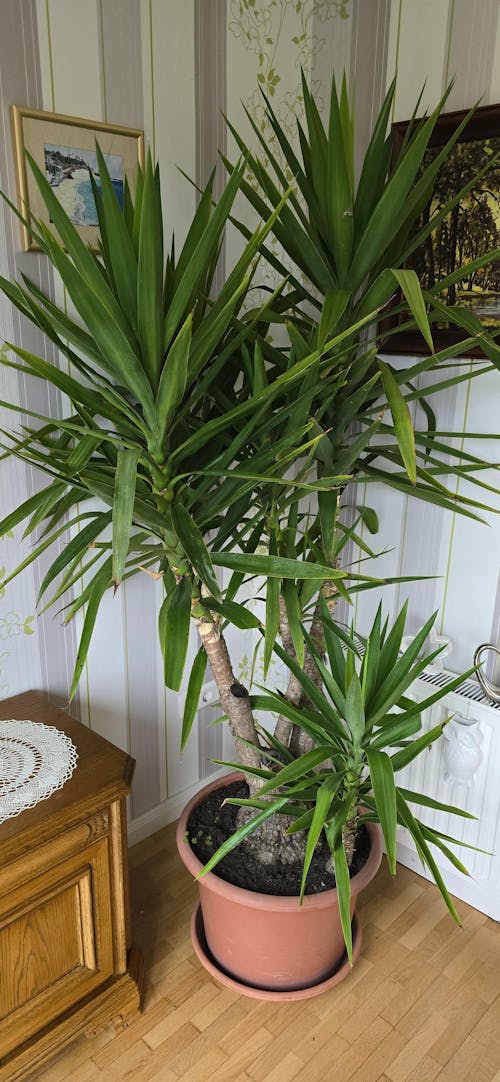 Yucca-Palme-Dünger 1 Liter