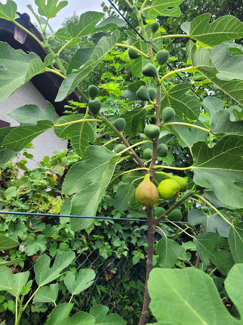 Bio-Feigendünger 1 Liter