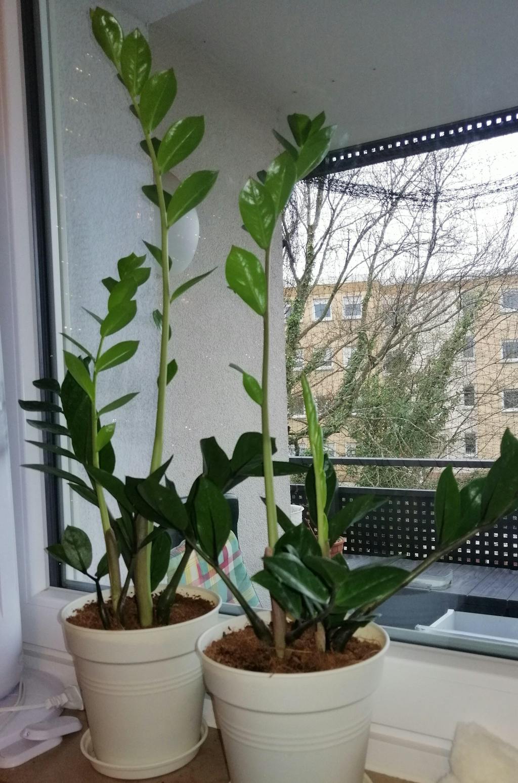 Glücksfeder-Dünger 1 Liter