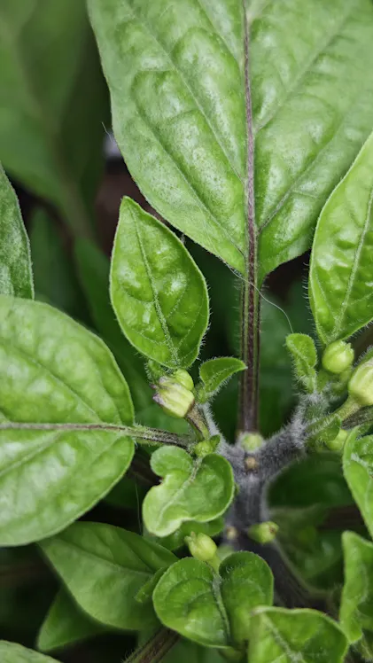 Purgrn Bio-Chilidnger 1 Liter