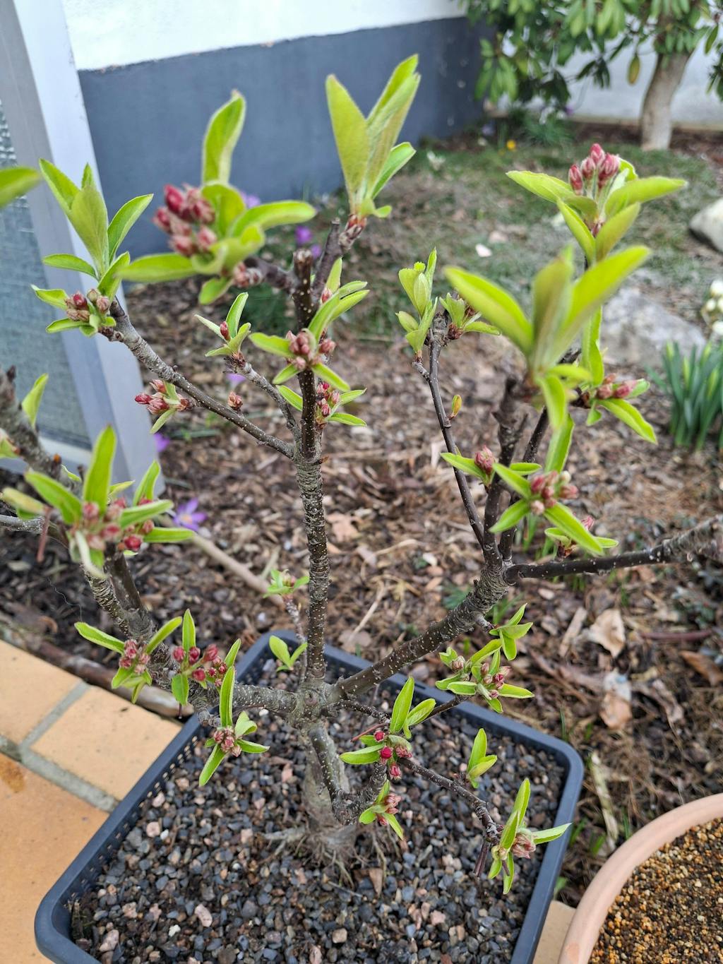 Bio-Zierapfel-Dünger 1 kg