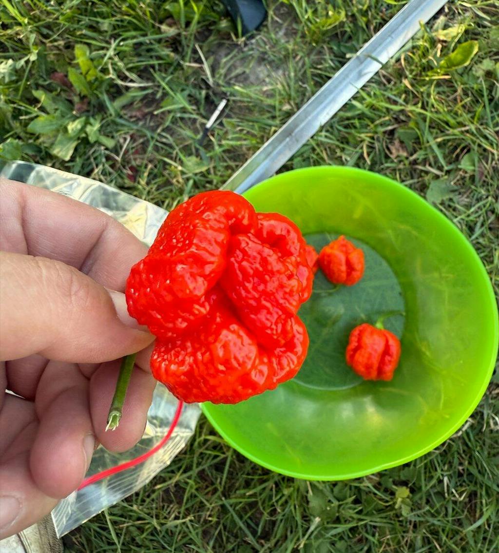 Bio-Chilidünger 1 Liter