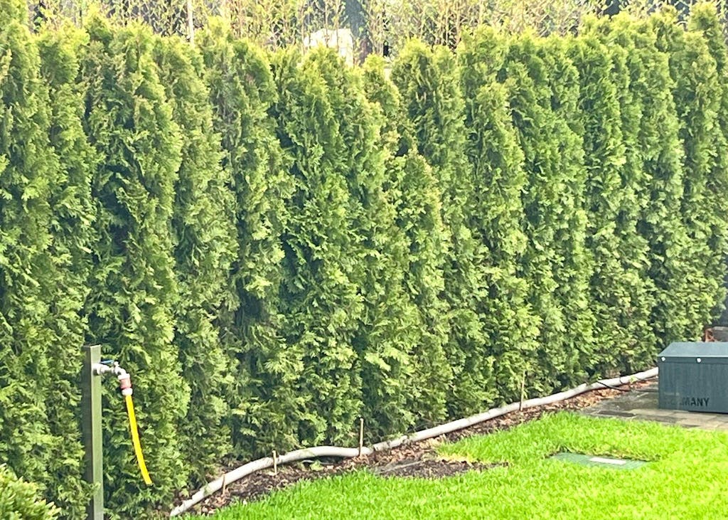 Thuja-Smaragd-Dünger 1 kg