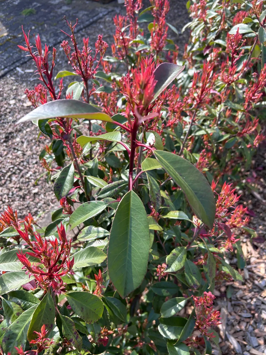 Glanzmispel-Dünger 1 kg