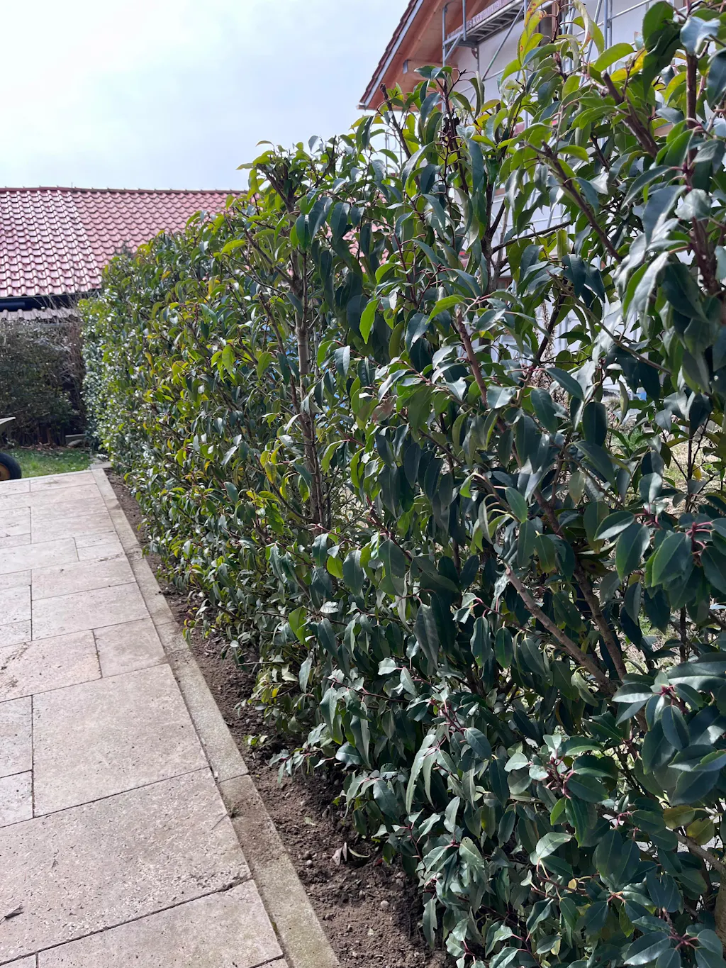 Portugiesischer-Kirschlorbeer-Dünger 1 kg