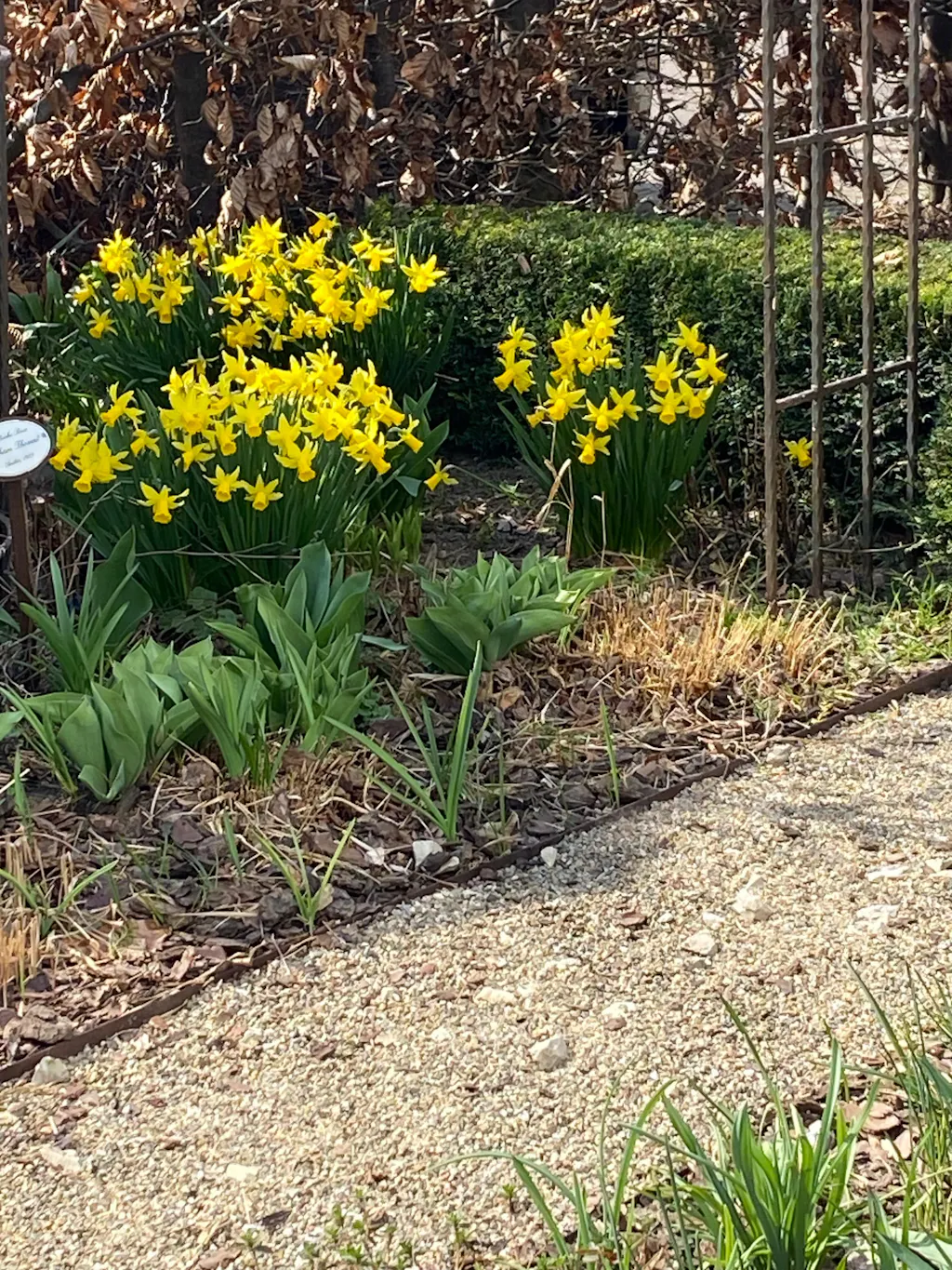 Blumenzwiebel-Dünger 1 kg