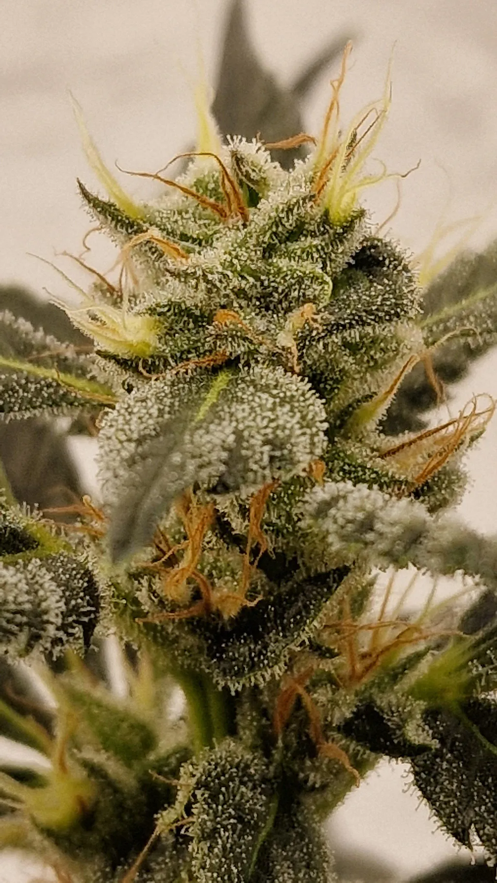 Cannabis Bloom-Dünger 1 Liter