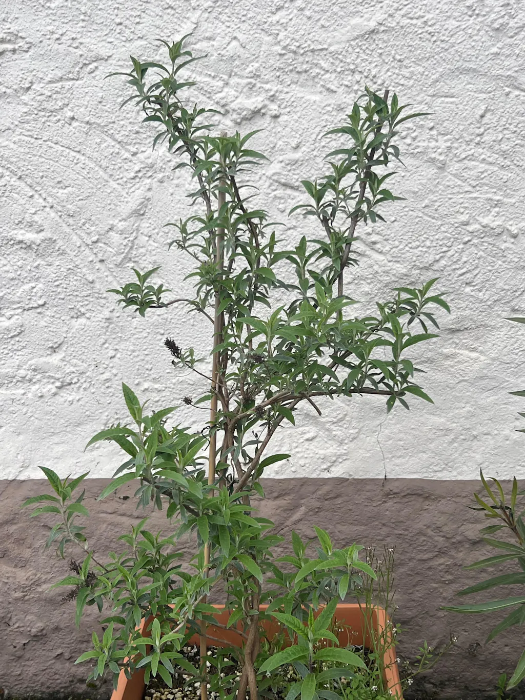 Sommerflieder-Dünger 1 kg